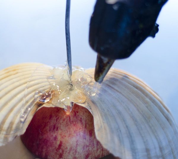 How to make shell flowers - Kiwi Families