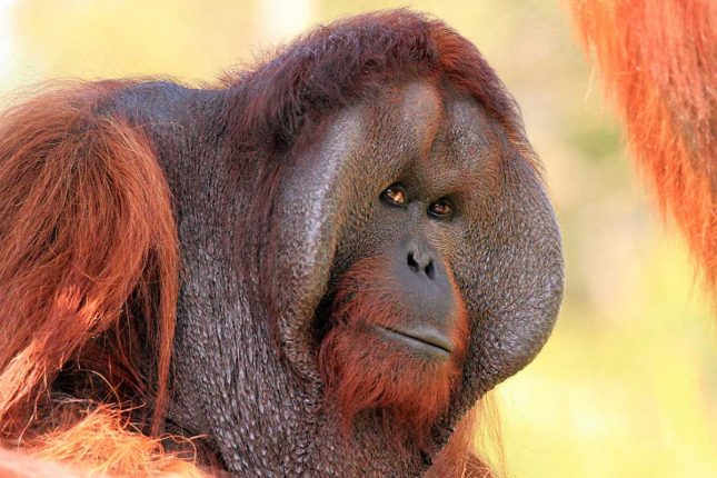Orana Wildlife Park-Orangutan